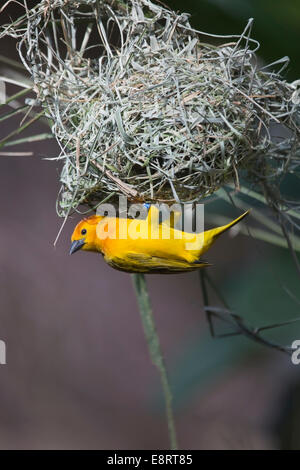 Taveta Golden Weaver (Ploceus castaneiceps) perçant sur un nid il construit un nid dans un arbre Banque D'Images