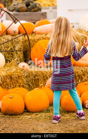 Citrouille par beau jour d'automne. Banque D'Images