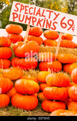 Citrouille par beau jour d'automne. Banque D'Images