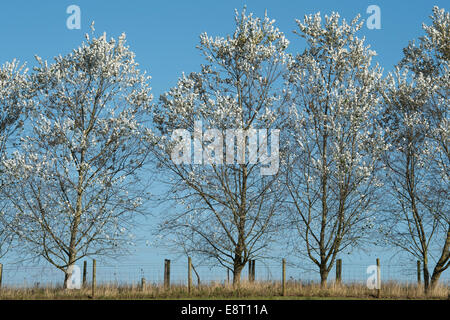 Populus alba. Les peupliers d'argent contre le ciel bleu Banque D'Images