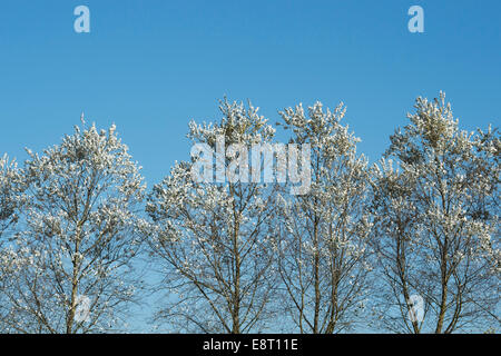 Populus alba. Les peupliers d'argent contre le ciel bleu Banque D'Images