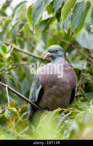 Pigeon ramier (Columba palumbus) perché sur log Banque D'Images