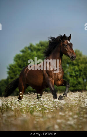 Oldenburg horse, Marron avec insignes, galopant sur hongre prairie avec des fleurs Banque D'Images