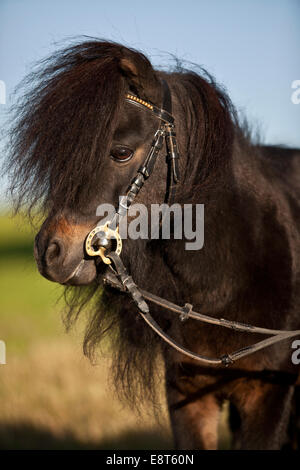 Mini poney Shetland, étalon, noir marron, portrait avec l'anglais bridle Banque D'Images