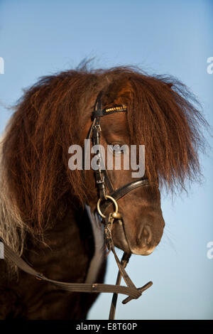 Mini poney Shetland, étalon, portrait en anglais bridle Banque D'Images