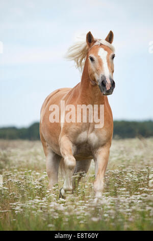 Hongre Haflinger galoper sur prairie avec des fleurs Banque D'Images