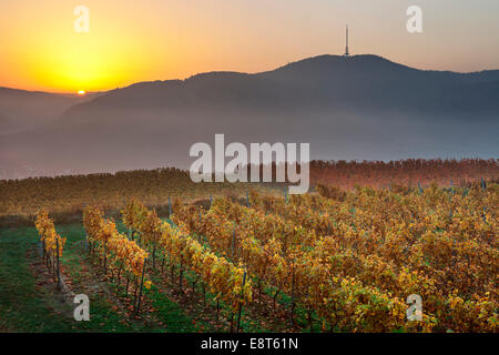 Vignoble d'automne dans les collines de Kaiserstuhl tôt le matin au lever du soleil avec brouillard, Mondhalde Oberrottweil point, Banque D'Images