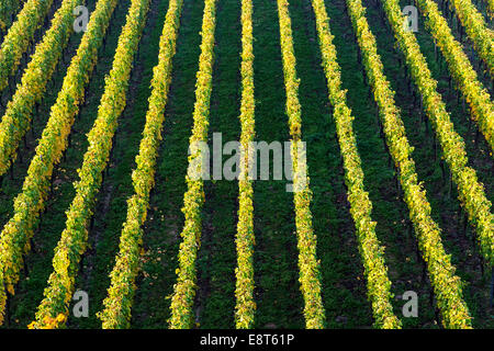 Vignoble d'automne dans les collines de Kaiserstuhl, Oberrottweil, Vogtsburg im Kaiserstuhl, Bade-Wurtemberg, Allemagne Banque D'Images