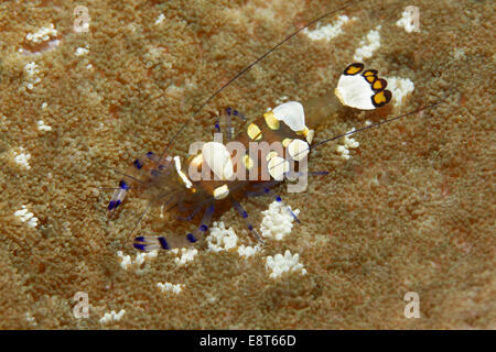 Clown du Pacifique (crevette Periclimenes brevicarpalis Anémone) sur Anemone, UNESCO World Heritage Site, Grande Barrière de Corail, Australie Banque D'Images