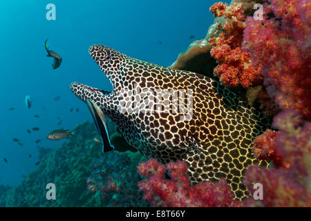 Murène Gymnothorax favagineus (HONEYCOMB), avec les mâchoires ouvertes, dans un trou dans la barrière de corail, coraux mous, est nettoyé par un Bluestreak Banque D'Images