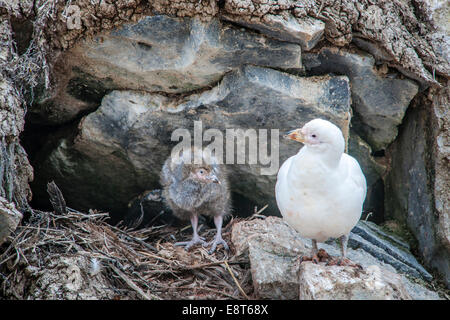 Sheathbill enneigé (Chionis alba), au nid avec chick, l'île Paulet, Péninsule Antarctique, l'Antarctique Banque D'Images