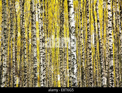 Trunks birch Trees in autumn Banque D'Images