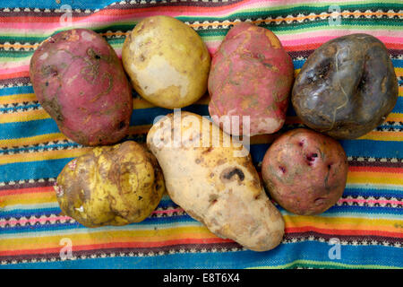 Les différentes variétés de pomme de terre (Solanum tuberosum), la production traditionnelle des Andes, Chuquis, Huanuco, Pérou Province Banque D'Images