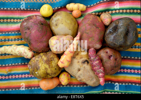 Pommes de terre (Solanum tuberosum), Alluco (Ullucus tuberosus) et l'Oca ou Yam (Oxalis tuberosa), produire, Chuquis traditionnelle des Andes Banque D'Images