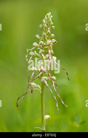 (Himantoglossum hircinum), la floraison, la Thuringe, Allemagne Banque D'Images