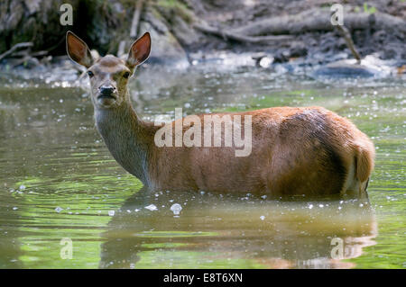 Red Deer (Cervus elaphus), Hind se rafraîchir dans l'eau, captive, Bavière, Allemagne Banque D'Images