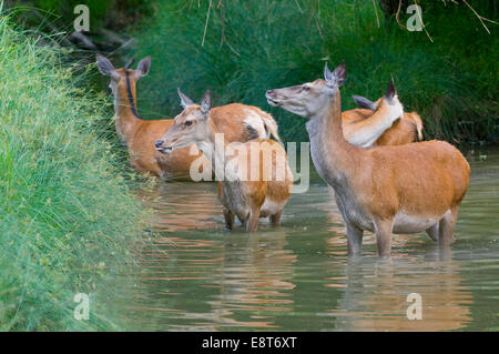 Red Deer (Cervus elaphus), biches se rafraîchir dans l'eau, captive, Bavière, Allemagne Banque D'Images