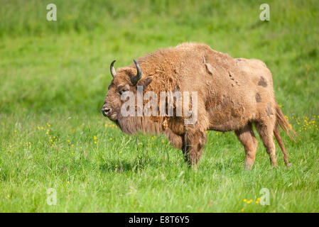 Bison d'Europe (Bison bonasus) debout sur un pré, captive, Rhénanie du Nord-Westphalie, Allemagne Banque D'Images