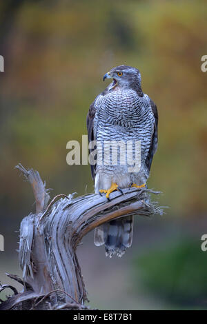 Autour des palombes (Accipiter gentilis), appelant des femelles adultes à partir de la perche, l'Biosphärengebiet la réserve de biosphère de Schwäbische Alb Banque D'Images