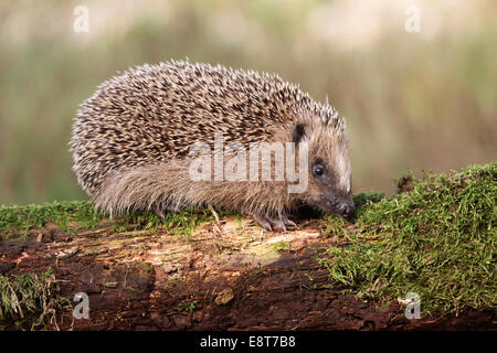 Hérisson européen (Erinaceus europaeus), les jeunes, 7-8 semaines, Allgäu, Bavière, Allemagne Banque D'Images