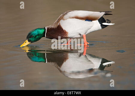 Le Canard colvert (Anas platyrhynchos), drake debout dans eau eau potable, Thuringe, Allemagne Banque D'Images