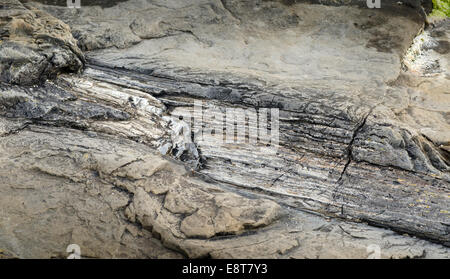 Souche d'arbre pétrifié, Petrified Forest, podocarp humeur du soir à la mer, côte rocheuse, Curio Bay, l'île du Sud, Catlins Banque D'Images