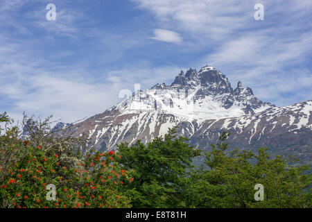 Cerro Castillo et de feu chilienne, bush aussi Notro ou ciruelillo (Embothrium coccineum découverte), Villa Cerro Castillo Banque D'Images