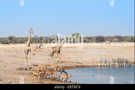 Girafe (Giraffa camelopardalis) et d'impalas à face noire(Aepyceros melampus petersi) au point d'eau Chudob Banque D'Images