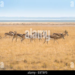 Troupeau de springboks (Antidorcas marsupialis) dans les prairies, Etosha National Park, Namibie Banque D'Images