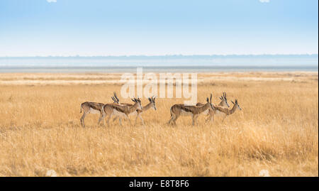 Troupeau de springboks (Antidorcas marsupialis) dans les prairies, Etosha National Park, Namibie Banque D'Images