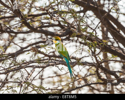 Blue-cheeked Bee-eater (Merops persicus) perché sur un arbre d'acacia sec, Etosha National Park, Namibie Banque D'Images