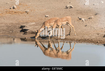 Groupe d'impalas nez noir (Aepyceros melampus petersi) boire à l'eau, Chudop waterhole, Etosha National Park, Namibie Banque D'Images