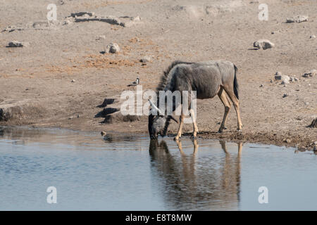 Le Gnou bleu (Connochaetes taurinus) boire à l'Chudop waterhole, Etosha National Park, Namibie Banque D'Images