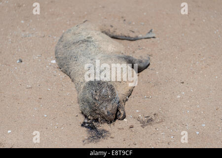 Bébé phoque mort, Brown Fur Seal ou du Cap (Arctocephalus pusillus), Parc National de Dorob, Cape Cross, Namibia Banque D'Images