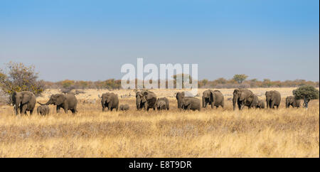 Les éléphants d'Afrique (Loxodonta africana), troupeau se déplaçant dans l'herbe sèche, Etosha National Park, Namibie Banque D'Images