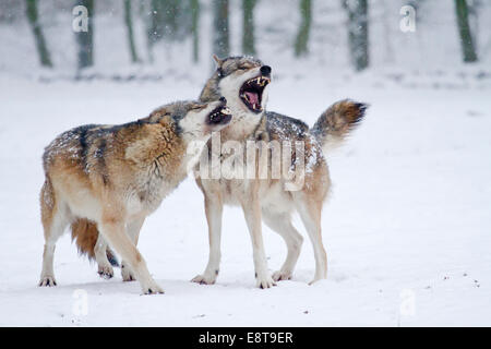 Howling loups (Canis lupus) dans la neige, Hesse, Allemagne Banque D'Images