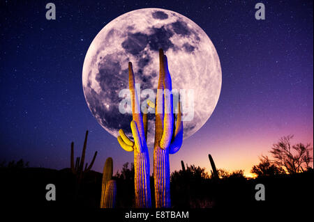 Cactus lumineux croissant sous la pleine lune dans le désert Banque D'Images