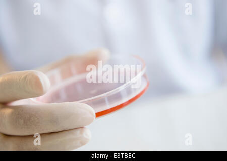 Close up of mixed race scientist holding Petri dish Banque D'Images