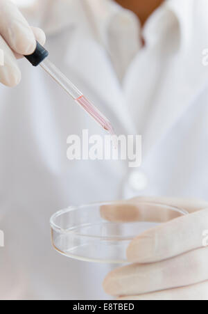 Close up of mixed race scientist dropping liquid into Petri dish Banque D'Images