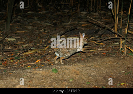 Le Lapin à queue blanche (Sylvilagus floridanus) dans la course Banque D'Images