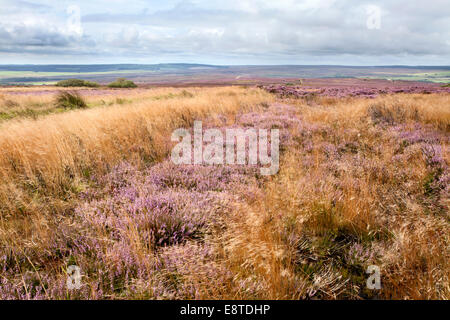 Heather et les graminées dans le vent sur la lande de front près de North York Moors Ravenscar Yorkshire Angleterre Banque D'Images