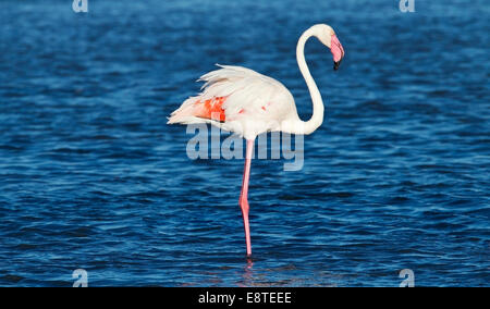 Flamant rose (Phoenicopterus roseus) adulte seul debout dans l'eau peu profonde, Camargue, France, Août 2014 Banque D'Images