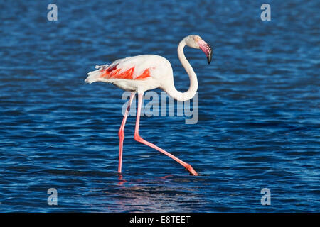 Flamant rose (Phoenicopterus roseus) adulte seul marcher dans l'eau peu profonde, Camargue, France, Août 2014 Banque D'Images