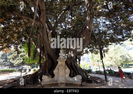 L'arbre étrangleur, Moreton Bay Fig Tree, (Ficus macrophylla), la ville de Valence, Espagne, Europe Banque D'Images