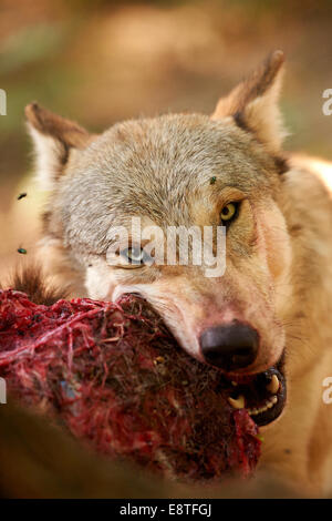 Le loup gris ou loup gris (Canis lupus) se nourrissent d'un kill Banque D'Images