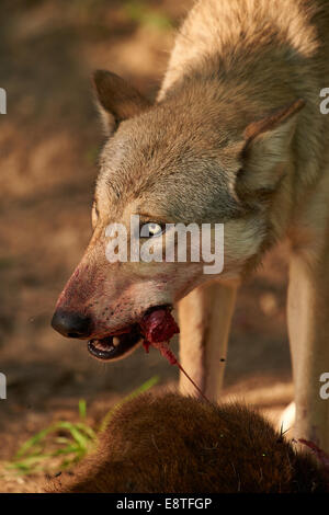 Le loup gris ou loup gris (Canis lupus) se nourrissent d'un kill Banque D'Images
