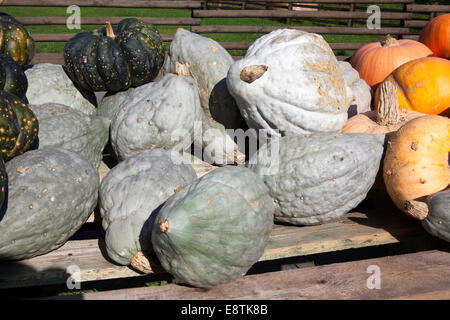 La courge Hubbard, ballet bleu, variété, Cucurbita maxima, Banque D'Images