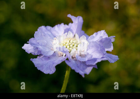 Scabiosa Caucasien - fleur en coussinet gros plan, Royaume-Uni Banque D'Images