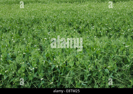 Grandes cultures de pois cultivés Banque D'Images