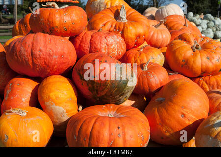 Rouge vif d'Etampes Pumpkin Banque D'Images